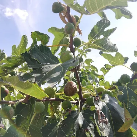 Family House On Private Courtyard In Fanna