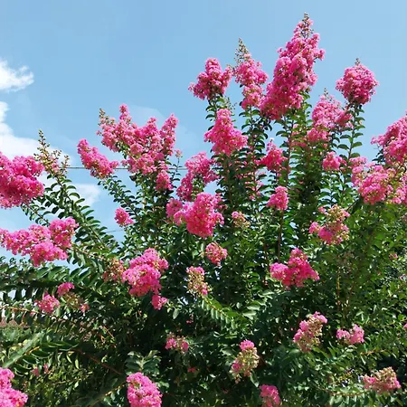 Family House On Private Courtyard In 別荘 Fanna