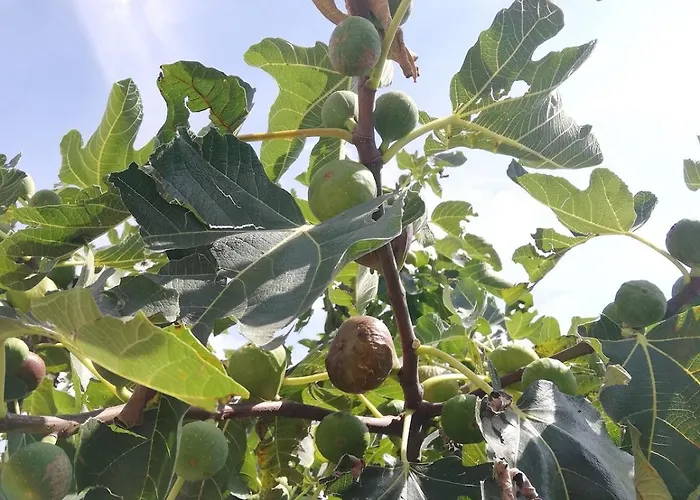 Family House On Private Courtyard In Fanna