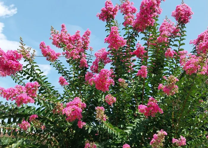 Family House On Private Courtyard In Nyaraló Fanna